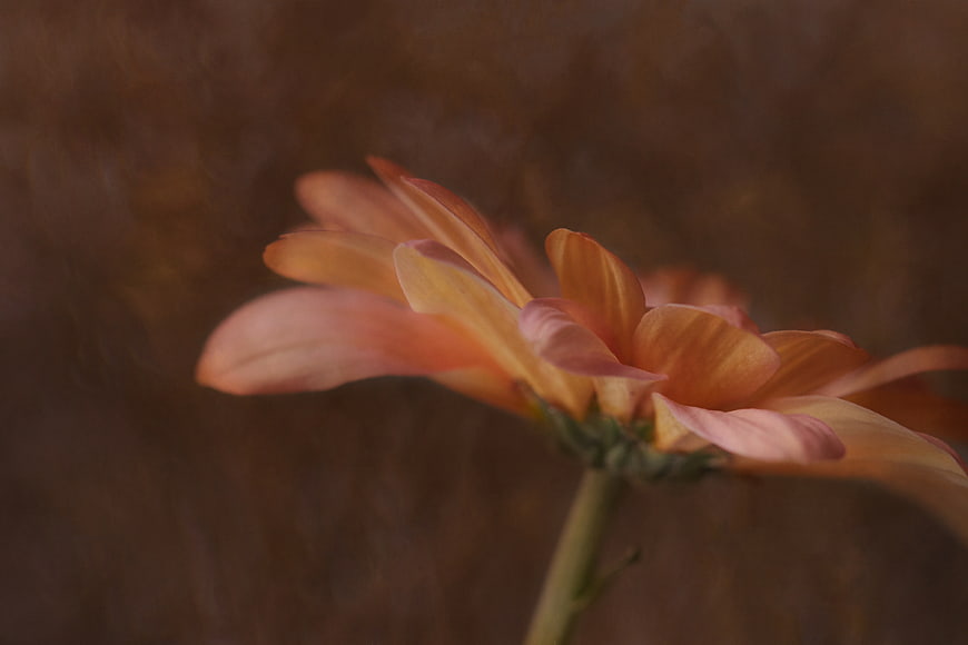Soft Peach Gerbera Daisy Close-Up on Blurred Brown Background