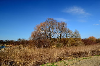 Autumn Landscape with Dry Grass and Bare Trees