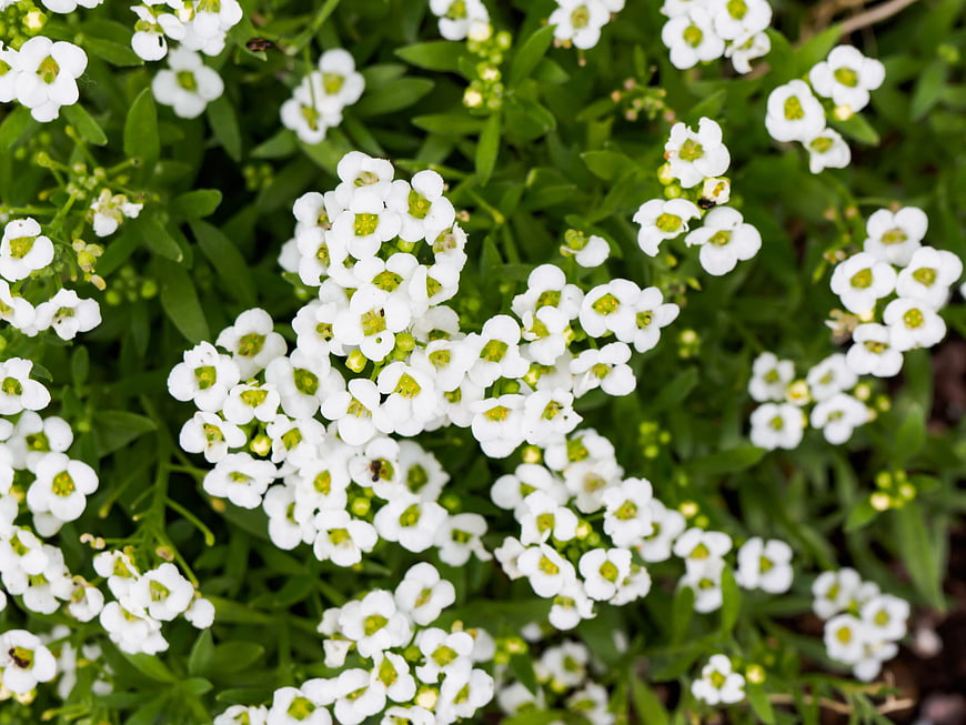 Close-up of White Alyssum Flowers in Garden