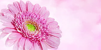 Pink Gerbera Daisy with Water Droplets on Soft Background