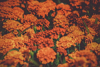 Vibrant Orange Marigold Flowers In A Dense Garden Bed
