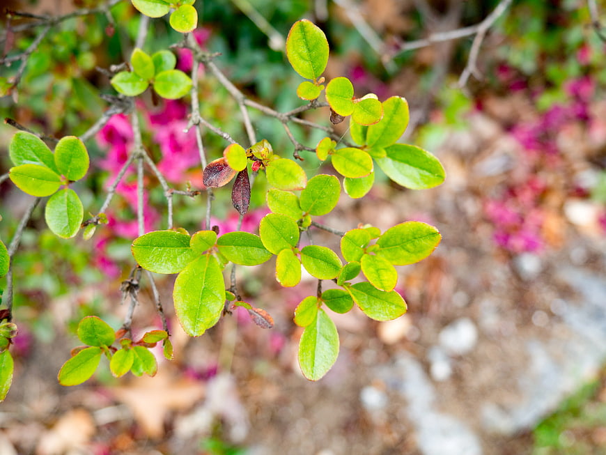 Close-up of vibrant green leaves on a branch with blurred background