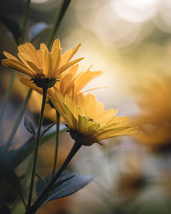 Yellow Daisies with Bokeh Background
