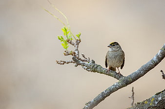 White-crowned Sparrow Perched on Branch with Spring Leaves