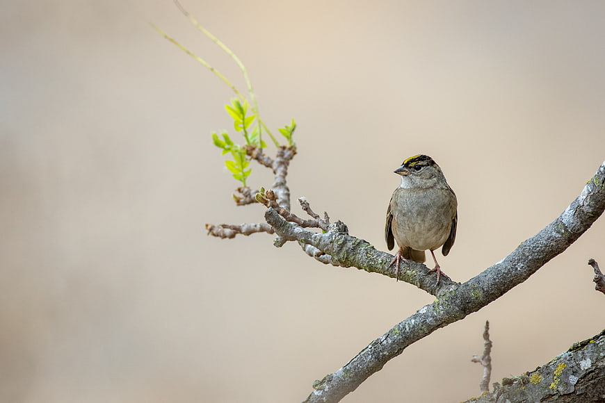 White-crowned Sparrow Perched on Branch with Spring Leaves