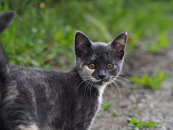 Gray Kitten Portrait With Green Blurred Background