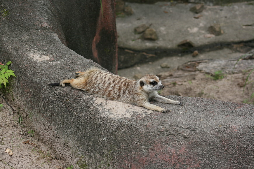 Relaxed meerkat lying on a rock in a zoo enclosure