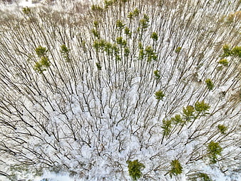 Aerial View of Snowy Winter Forest with Evergreen Trees