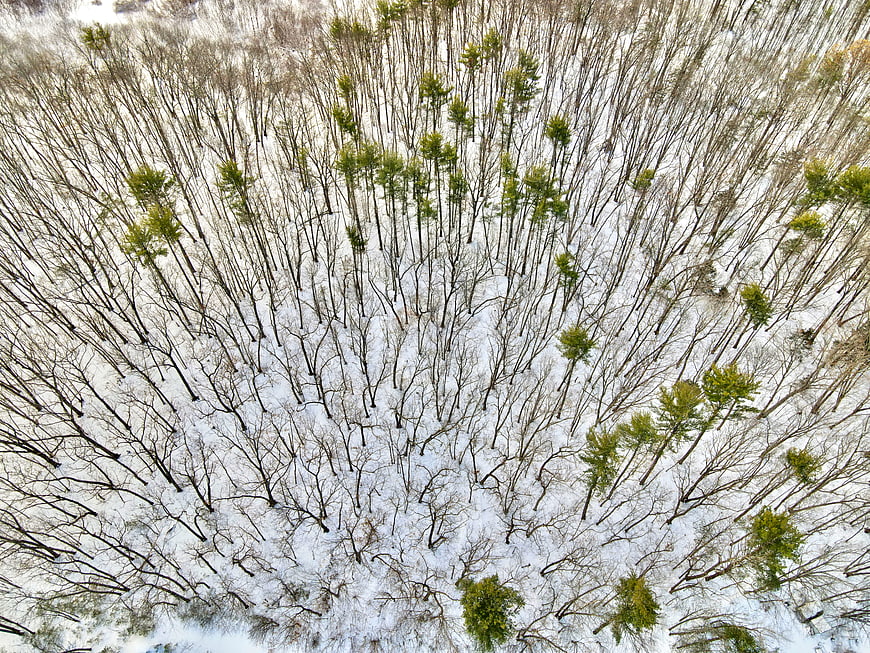 Aerial View of Snowy Winter Forest with Evergreen Trees