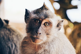 Close-up portrait of a young macaque monkey looking at camera