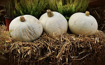 Three White Pumpkins on Hay Bale with Greenery