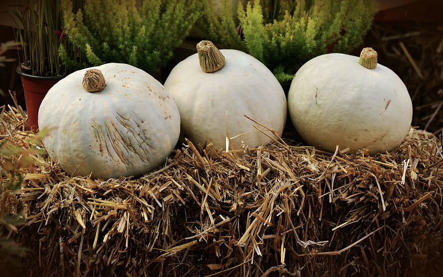 Three White Pumpkins on Hay Bale with Greenery
