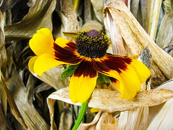 Close-up of Yellow and Red Flower Among Dried Leaves