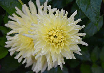 Close-up of yellow chrysanthemum with water droplets