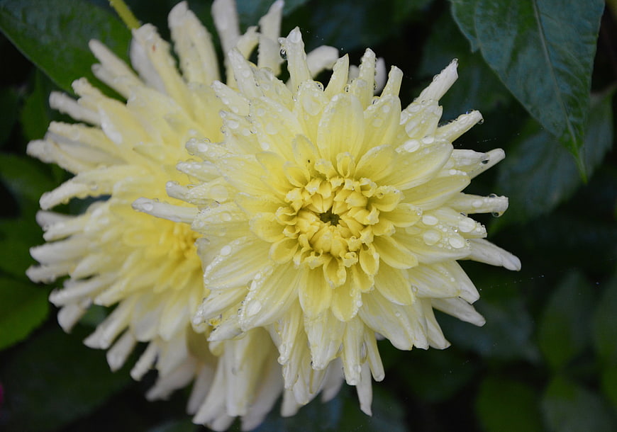 Close-up of yellow chrysanthemum with water droplets