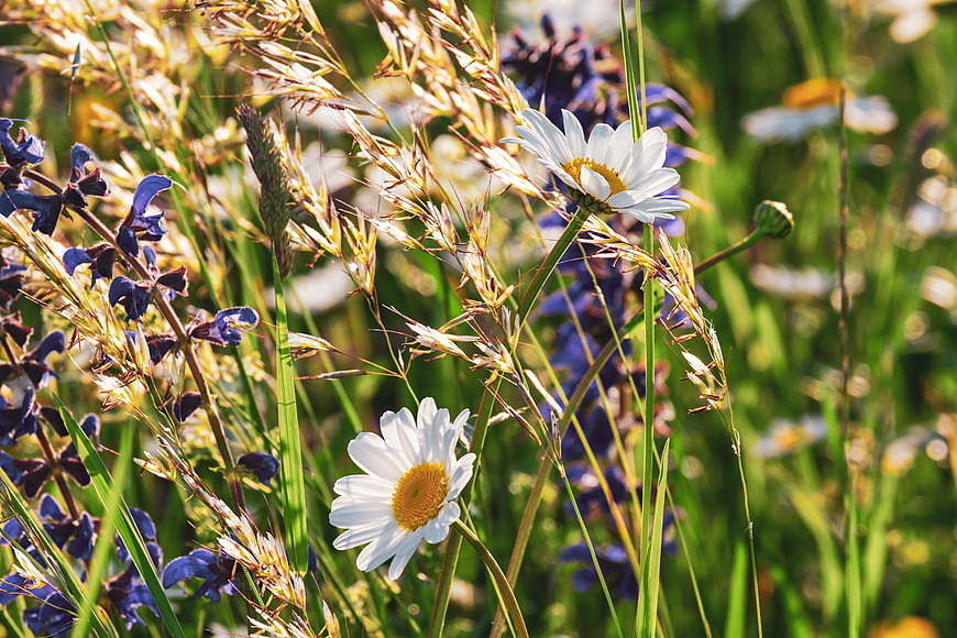 White Daisies and Purple Sage in a Sunny Meadow