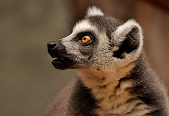 Close-up portrait of a ring-tailed lemur with amber eyes