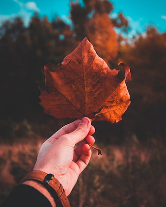 Hand holding dry autumn leaf against blurred forest background