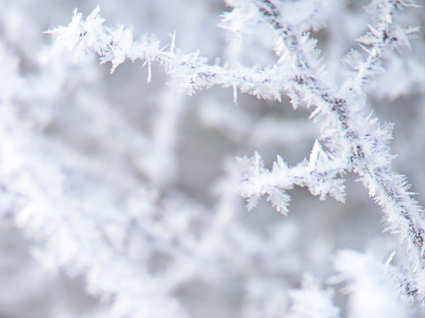 Close-up of frost-covered branches in winter
