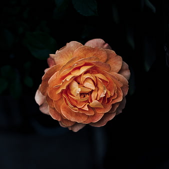Close-up of a Peach Rose on Dark Background