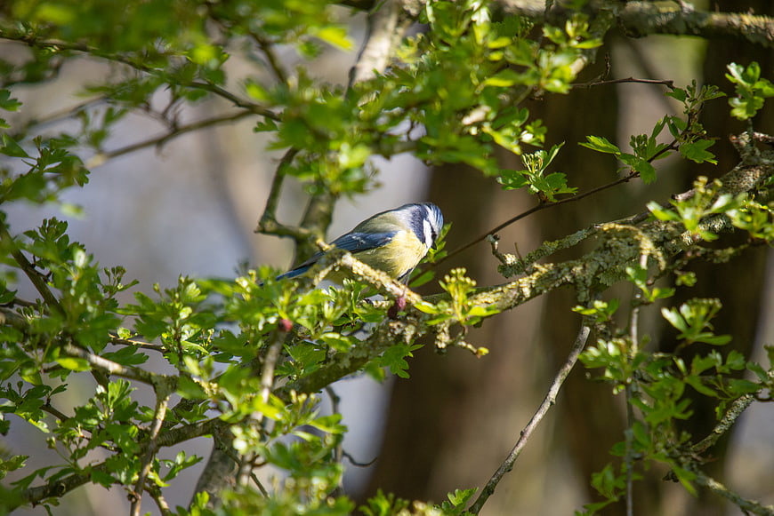 Great Tit perched on a mossy branch in a sunlit forest