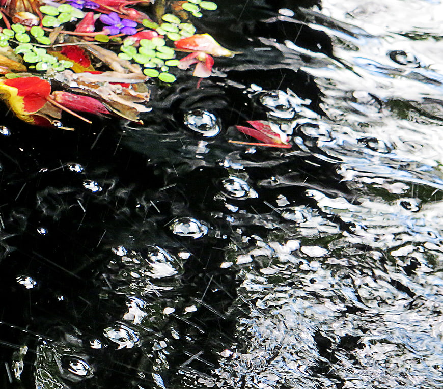 Raindrops on dark water with floating flower petals