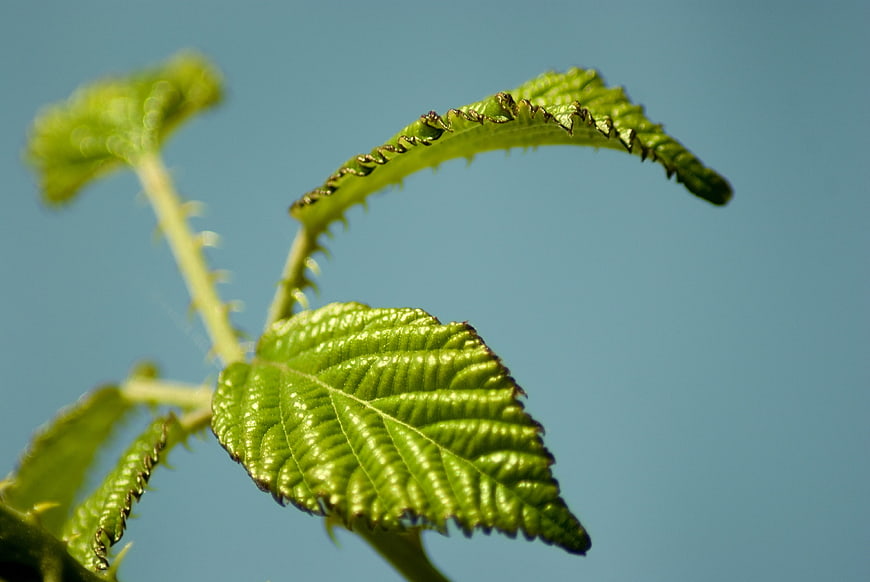 Close-up of vibrant green raspberry leaves against blue sky