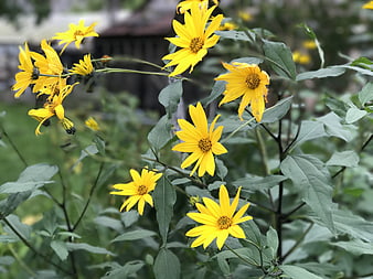 Vibrant Yellow Wildflowers in a Lush Green Garden