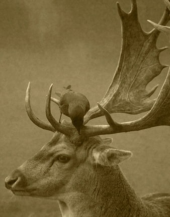 Sepia Portrait of Deer with Bird on Antlers