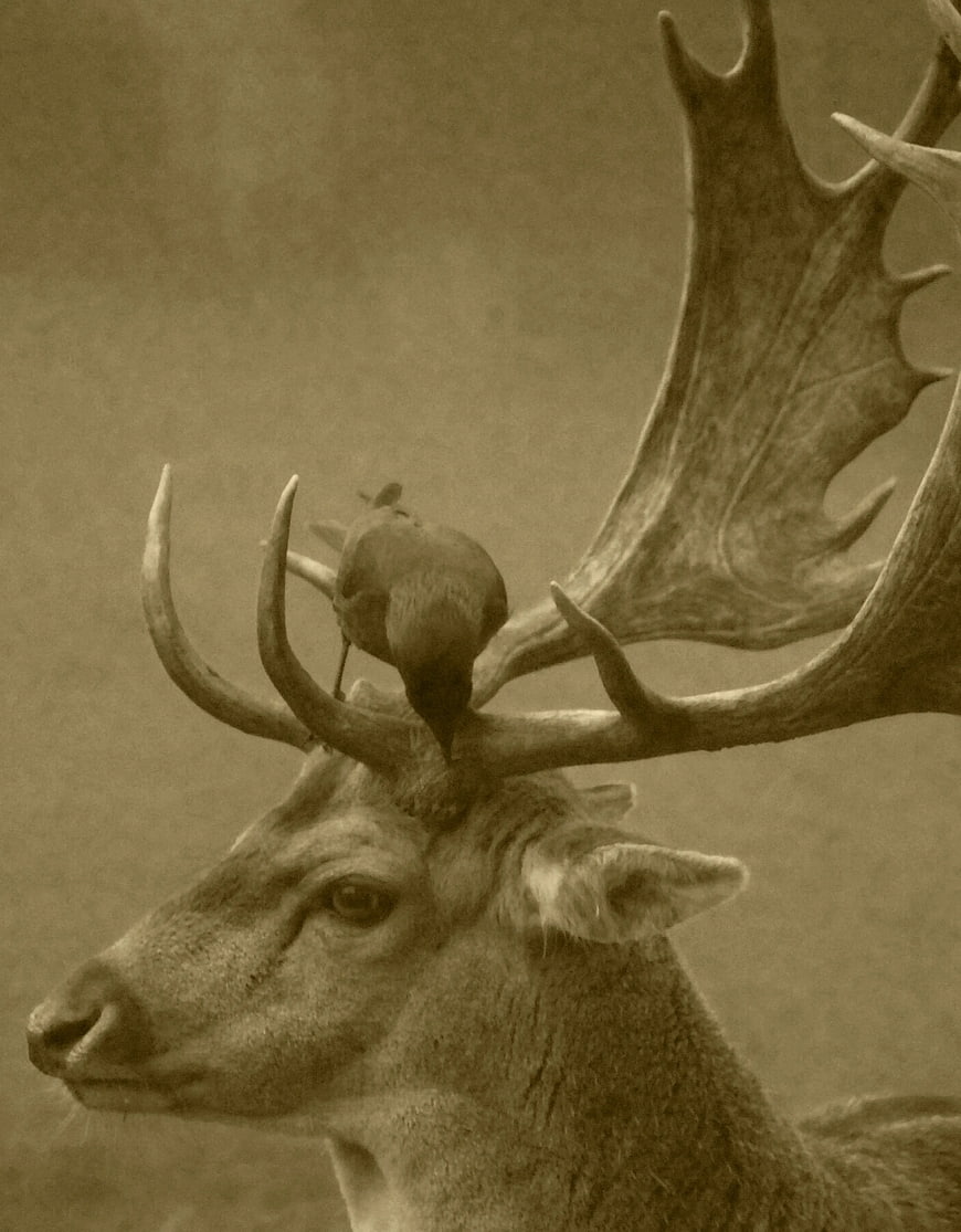 Sepia Portrait of Deer with Bird on Antlers