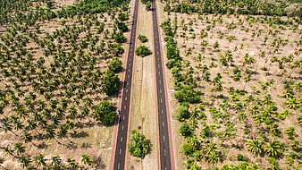 Aerial View of Highway Through Coconut Palm Plantation