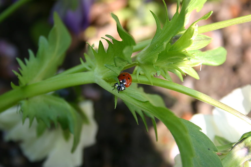 Close-up of a ladybug on a green plant stem