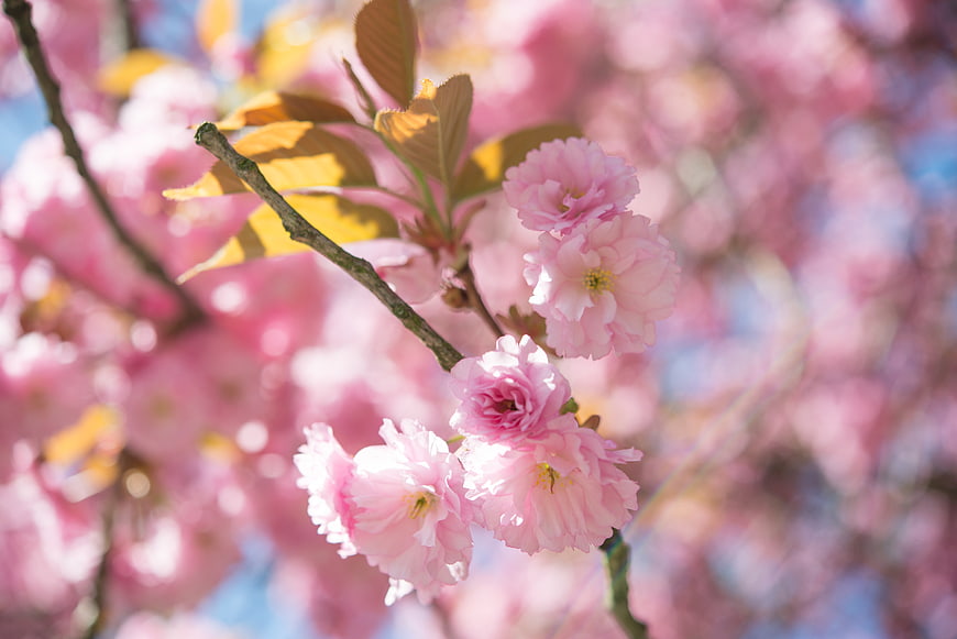 Close-up of pink cherry blossoms on a branch
