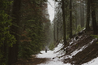 Lone figure walking on snowy forest path in fog