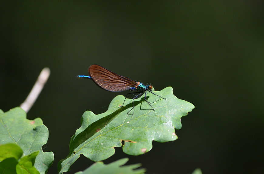 Close-up of a Banded Demoiselle Damselfly on a Green Oak Leaf
