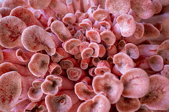 Macro close-up of vibrant pink oyster mushrooms growing in a dense cluster