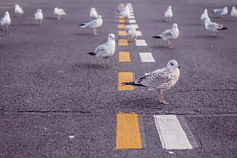 Seagulls standing on asphalt road with yellow and white markings
