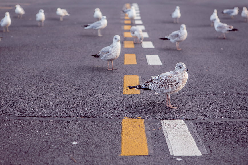 Seagulls standing on asphalt road with yellow and white markings