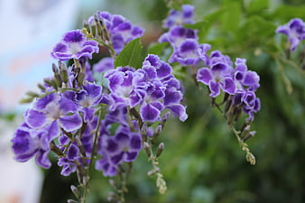 Close-up of vibrant purple Duranta flowers with blurred green background