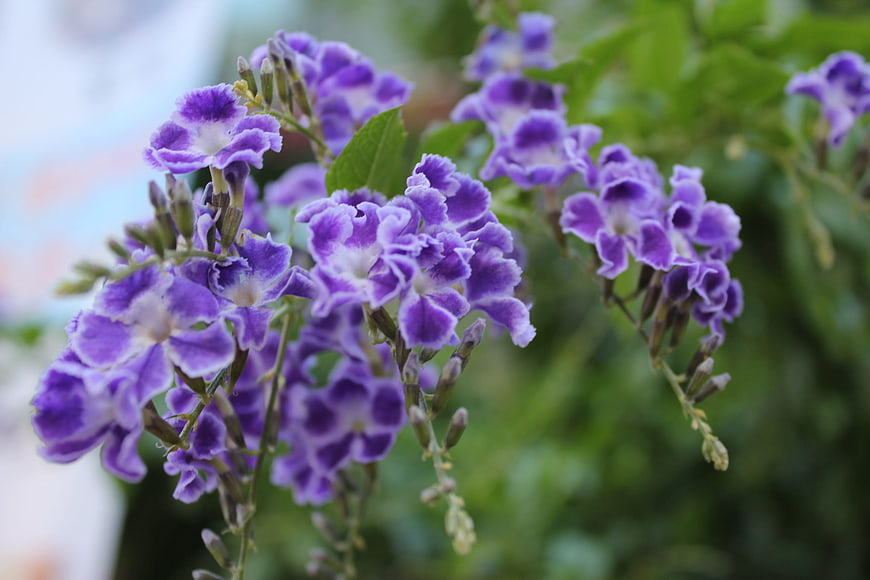 Close-up of vibrant purple Duranta flowers with blurred green background