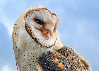 Close-up portrait of a barn owl against blue sky