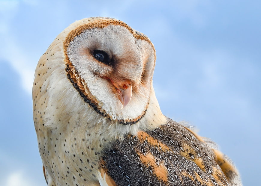 Close-up portrait of a barn owl against blue sky