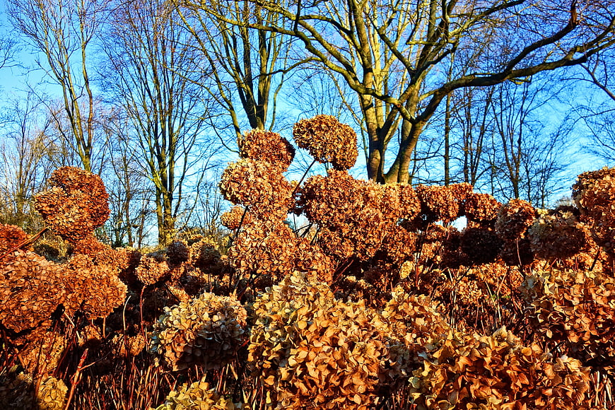 Dried Hydrangea Flowers in Winter Garden with Bare Trees