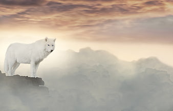 Mystical White Wolf Standing On Rocky Cliff Above Clouds