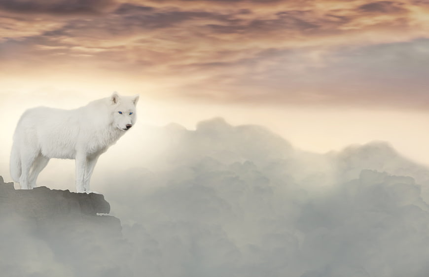 Mystical White Wolf Standing On Rocky Cliff Above Clouds