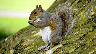 Cute squirrel eating nut on mossy tree branch