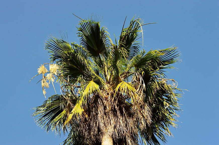 Tall Palm Tree with Flowers Against Blue Sky