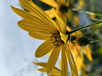 Close-up of bright yellow flower petals against blue sky