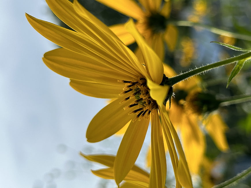 Close-up of bright yellow flower petals against blue sky