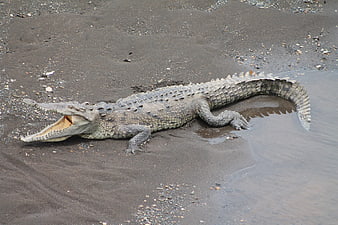 Gharial Crocodile Resting on Sandy Riverbank with Open Mouth